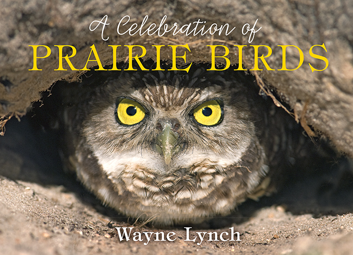 Celebration of Prairie Birds